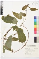 亨利氏鐵線蓮藏品圖，第1張