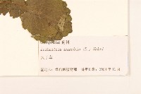 巴氏鐵線蓮藏品圖，第4張