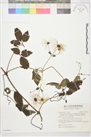 巴氏鐵線蓮藏品圖，第2張