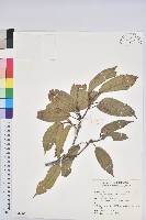 赤柯、赤椆、森氏櫟藏品圖，第1張