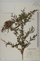 中南蒿藏品圖，第1張