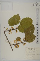 大葉南蛇藤藏品圖，第1張