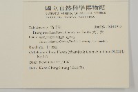 大丁黃藏品圖，第1張