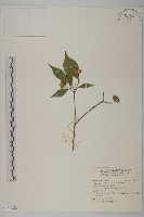 大丁黃藏品圖，第2張