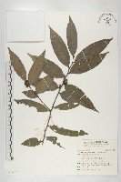 軟毛柿藏品圖，第1張