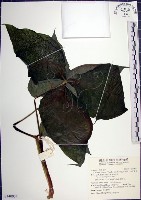 申跋、油跋、小天南星藏品圖，第1張