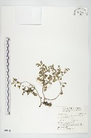 台灣佛甲草、石板菜藏品圖，第1張