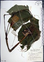 申跋、油跋、小天南星藏品圖，第1張