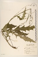 刀傷草藏品圖，第1張