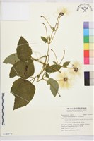 銹毛鐵線蓮藏品圖，第1張