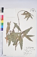 柳葉石櫟藏品圖，第1張