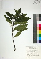 薄葉玉心花藏品圖，第1張