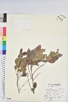 細葉饅頭果藏品圖，第1張