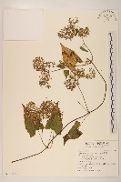 蔓澤蘭藏品圖，第1張