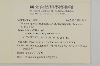 大頭艾納香藏品圖，第2張