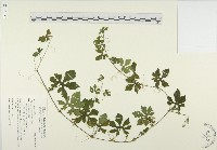 苦瓜藏品圖，第1張