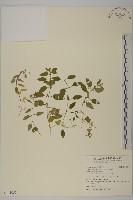 鵝兒腸藏品圖，第1張