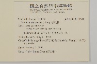 鵝兒腸藏品圖，第2張