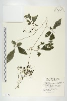 絞股藍藏品圖，第1張