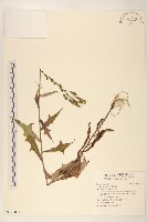 鵝仔草藏品圖，第1張