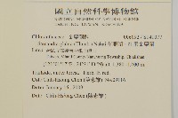 草珊瑚、紅果金粟蘭藏品圖，第2張