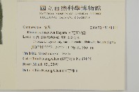 大花艾納香藏品圖，第2張