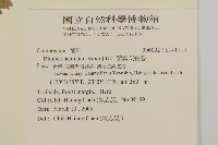 裂葉艾納香藏品圖，第2張