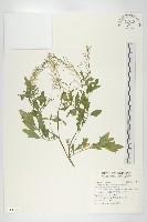 腎葉碎米薺藏品圖，第1張