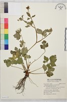 鉤柱毛茛藏品圖，第1張