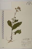 昭和草藏品圖，第1張