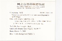 臺灣黃鵪菜藏品圖，第2張