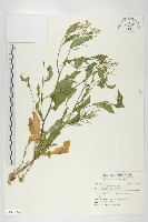 葶藶藏品圖，第1張