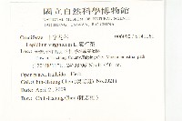 獨行菜藏品圖，第2張