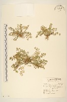 假吐金菊藏品圖，第1張
