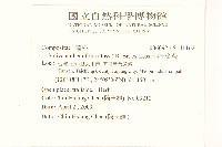 假吐金菊藏品圖，第2張