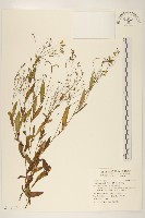 兔仔菜藏品圖，第1張