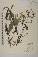 薄葉艾納香藏品圖，第1張