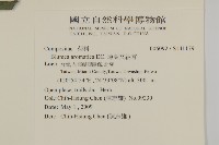 薄葉艾納香藏品圖，第2張