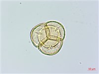 單花鹿蹄草藏品圖，第1張