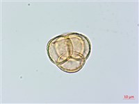 單花鹿蹄草藏品圖，第2張