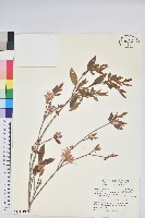 臺灣高山杜鵑藏品圖，第1張