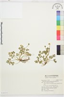 蓬萊毛茛藏品圖，第1張