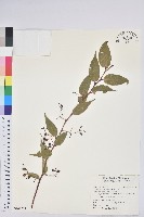 白珠樹藏品圖，第1張