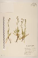 福山氏飛蓬藏品圖，第1張