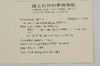 佩羅特木藏品圖，第2張