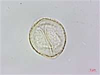 登錄號:S141242藏品圖，第2張