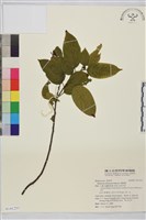 桶鉤藤藏品圖，第1張