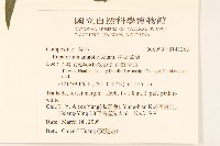 腺葉澤蘭藏品圖，第2張