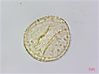 菝契藏品圖，第2張