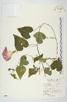 銳葉牽牛藏品圖，第1張